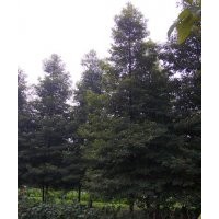 供應(yīng)10公分楠木