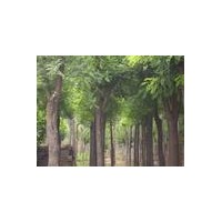 供應國槐、側柏苗、木瓜苗、紅連木