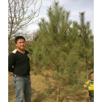 本人有2---2.5油松3000棵