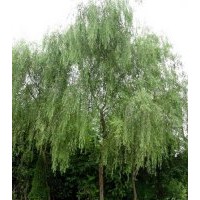 供應(yīng)柳樹