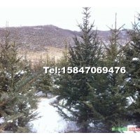 內(nèi)蒙供應(yīng)云杉 5-9米高