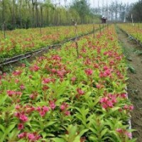 專(zhuān)售紅王子錦帶100萬(wàn).扶芳藤.衛(wèi)矛100萬(wàn)