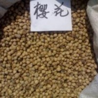 專業(yè)供應(yīng)黃楊種子貨到付款品質(zhì)保證