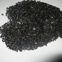 常年大量供應(yīng)黃楊種子桂花種子量大從優(yōu)