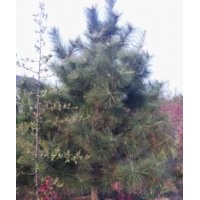 批量供應(yīng)油松、國槐