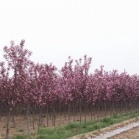 櫻花，紅葉石楠，紅花木槿