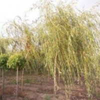 供應(yīng)：垂柳，旱柳，金絲垂柳