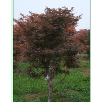 供應(yīng)欒樹，海棠，玉蘭，紅楓等工程苗木