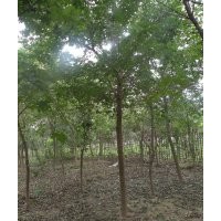 山東那里有白蠟樹 山東速生白蠟基地