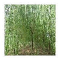 出售紅葉石楠球，龍柏，檜柏，塔柏，刺柏，紫薇，垂柳