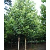 速生國槐 合歡苗木種植基地東軒苗木