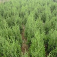 供應(yīng):蜀檜,地柏,紅葉小檗,金葉女貞,連翹