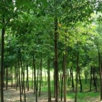 苗木基地供應(yīng)10公分以上全冠香樟