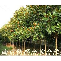 廣玉蘭，南京廣玉蘭基地直接批發(fā)6到12公分廣玉蘭