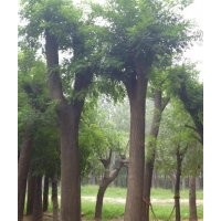 陜西最新國槐報價；國槐價格