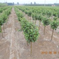 花灌木海棠,碧桃,榆葉梅