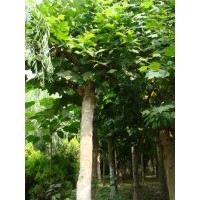 供應(yīng)各種規(guī)格法桐樹