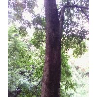 秋楓樹1M徑26——30CM