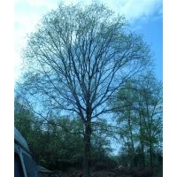 荊門皂角樹/京山皂角樹/襄樊皂角樹/隨州皂角樹
