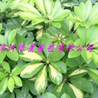 鴨腳木供應(yīng)