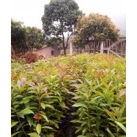 木荷樹苗，荷木樹苗