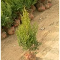 供應(yīng)西湖海棠,檜柏,塔柏,蜀檜,地柏,紅葉小檗,金葉女貞