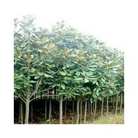 供應華北工程苗木欒樹，五角楓，玉蘭，黃櫨，皂角，櫻花，香椿等