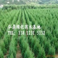 供應(yīng)刺松苗 刺松苗價(jià)格優(yōu)質(zhì)刺松苗