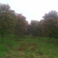 供應(yīng)4——9公分的紅葉石楠！