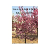 草莓果凍海棠、鉆石海棠、亞當(dāng)海棠