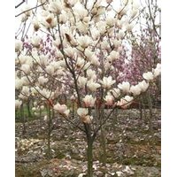 提供最新的白玉蘭價(jià)格，白玉蘭種子，木筆種子