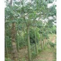 美人樹 福建美人樹 美人樹價格 美麗異木棉 福建美麗異木棉