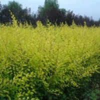 刺槐 速生柳 饅頭柳 榆樹 金葉榆 嫁接香花槐