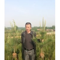 各種黑松油松側(cè)柏苗木供應(yīng)