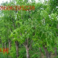 13-15公分大棗樹