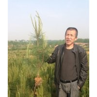 山東黑松苗90-100公分供應(yīng)