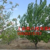 優(yōu)質 八棱海棠樹 就來上谷郡