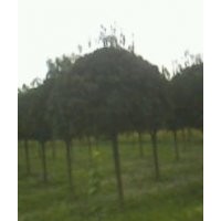 出售各種綠化苗木桂花,櫻花,香樟