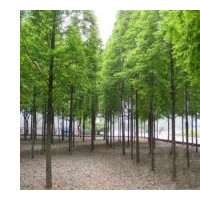 供應(yīng)句容水杉 池杉 落羽杉