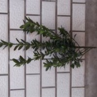 供應(yīng)河北大葉黃楊小葉黃楊順平側(cè)柏順平金娃娃