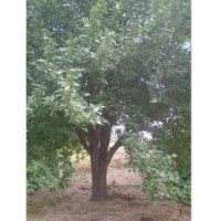 優(yōu)質(zhì)八棱海棠樹