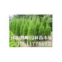 供應(yīng):蜀檜,鋪地柏,冬青,黃楊,大葉黃楊,小葉黃楊