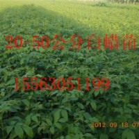 濟(jì)寧速生白蠟苗供應(yīng)商聊成速生白蠟苗供應(yīng)商