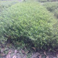 供應(yīng)滿天星