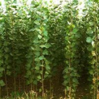 速生楊毛白楊基地