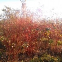 偃伏梾木小苗大樹