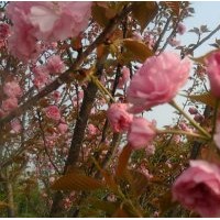 供應(yīng)櫻花，2013櫻花報價，櫻花基地，潢川櫻花