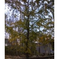 長期供應(yīng)銀杏苗木