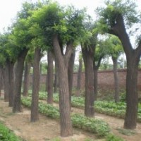 速生白蠟小苗 香花槐．黃金槐．國槐．金枝國槐．銀杏．香椿
