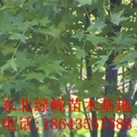 五角楓苗，五角楓種子，五角楓苗價(jià)格，吉林五角楓苗